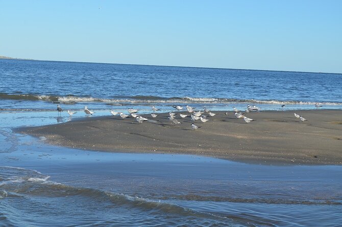Dolphin Tour Hilton Head Island SC - Key Points