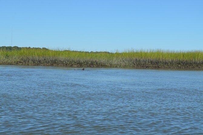 Dolphin Tour Hilton Head Island SC - What to Expect on the Tour