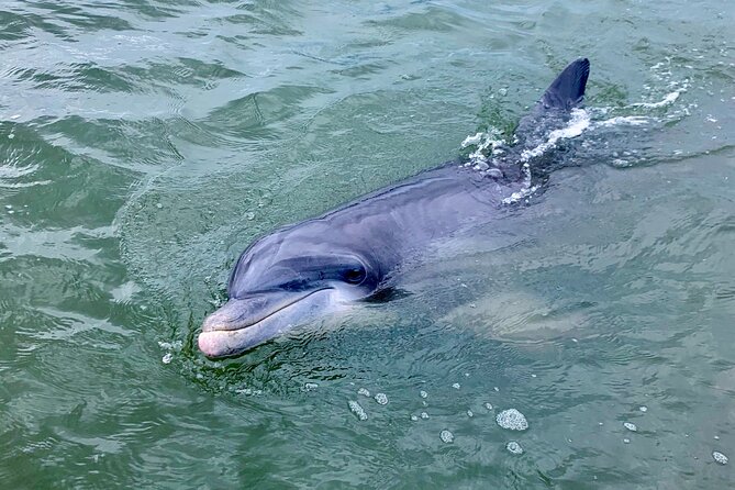 Dolphin Tour Hilton Head Island SC - Memorable Moments and Photographic Opportunities