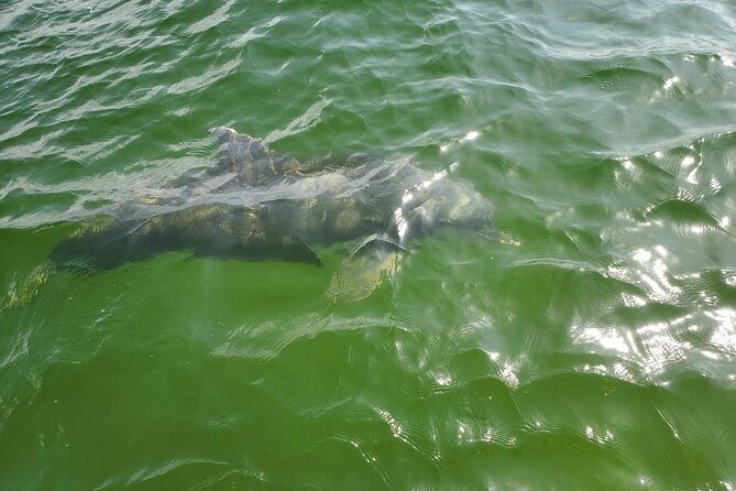 Dolphin Tour & Inshore Fishing Adventure (Flowing Water Charters) - Tour Itinerary and Activities