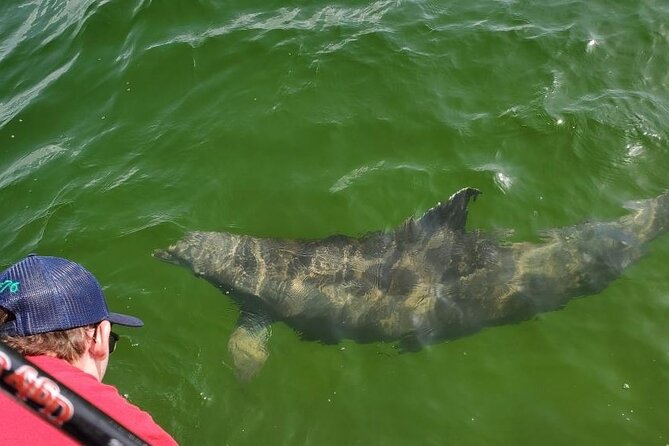 Dolphin Tour & Inshore Fishing Adventure (Flowing Water Charters) - Guest Reviews and Ratings