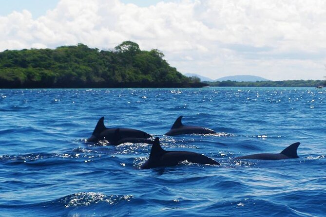 Dolphin Tour, Jozani Forest, Jambiani Kuza Cave, Paje Beach &The Rock Restaurent - Included in the Tour