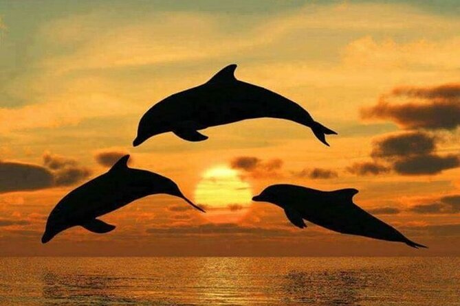 Dolphin Tour, Jozani Forest, Jambiani Kuza Cave, Paje Beach &The Rock Restaurent - Cancellation Policy