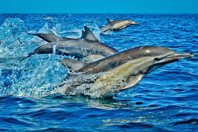 Dolphin Tour, Jozani Forest Tour, Kuza Cave Tour, Paje Beach,The Rock Restaurant - Traveler Recommendations