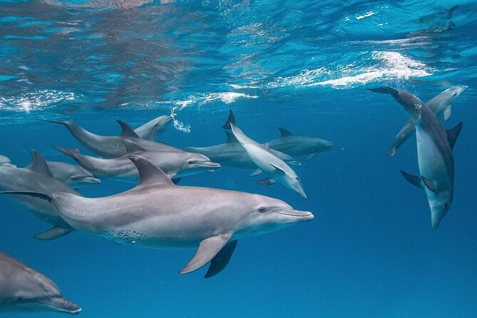Dolphin Tour, Jozani Forest Tour, Kuza Cave Tour, Paje Beach,The Rock Restaurant - Reviews and Badge of Excellence