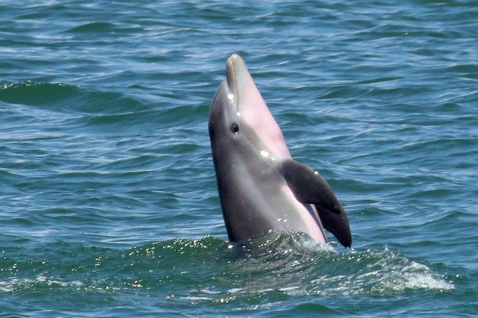 Dolphin Tour on a Private Boat - Booking and Cancellation Policy