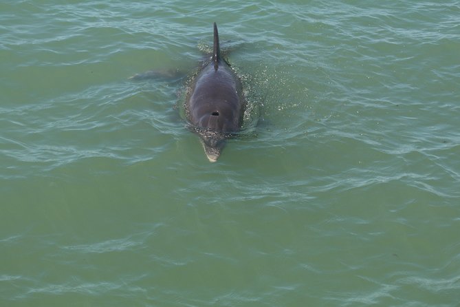 Dolphin Tour on a Private Boat - Accessibility and Accommodation