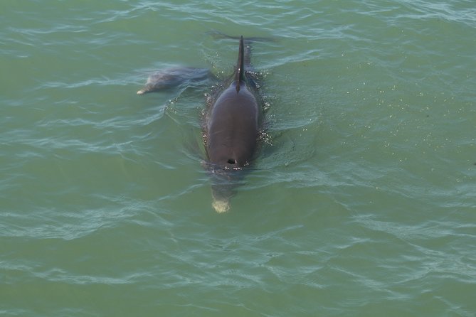 Dolphin Tour on a Private Boat - Discovering Wildlife in Their Habitat