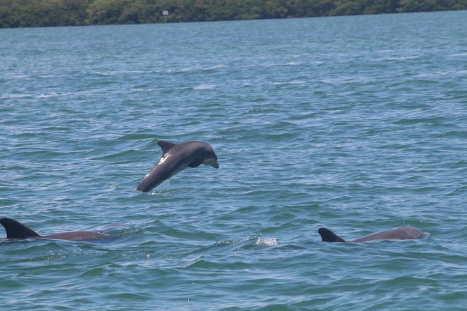 Dolphin Tour on a Private Boat - Customizing the Tour Experience