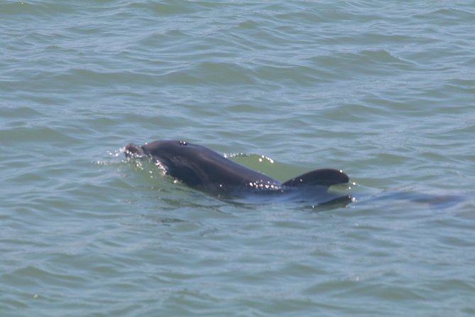 Dolphin Tour on a Private Boat - Meeting and End Point Information