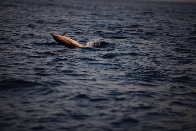 Dolphin Tour Taormina - Key Points