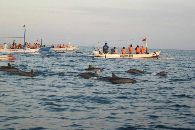 Dolphin Tour - Waterfall - Wanagiri Hill - Temple on the Lake - Free WiFi - Tour Overview