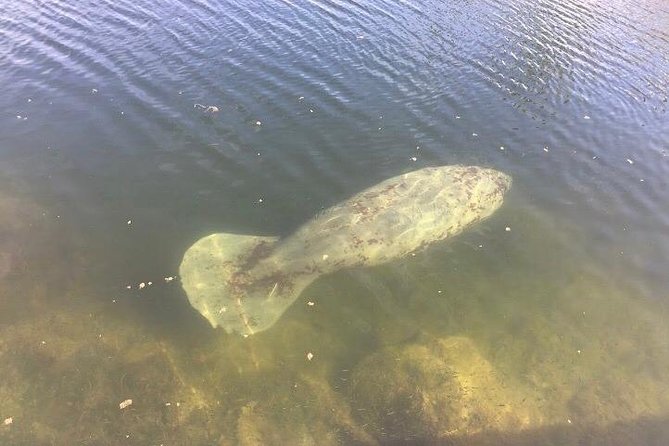 Dolphin Tours Along and Near the Beautiful Indian River Lagoon - Meeting Point and Accessibility
