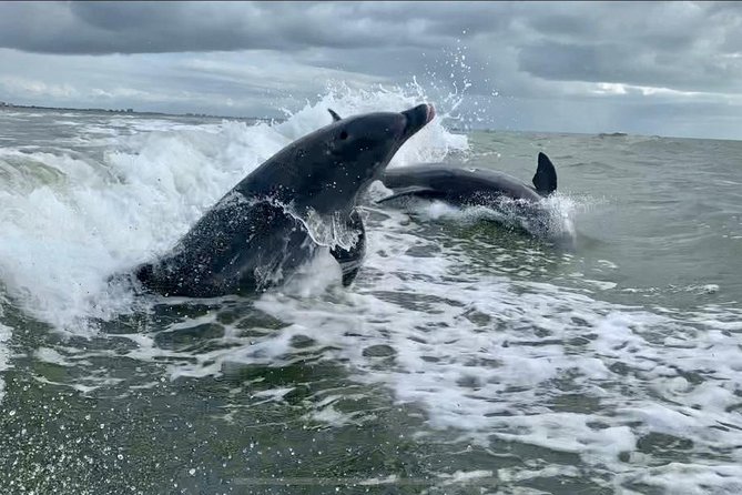 Dolphin Tours - Fort Myers Beach / Naples - Wildlife Sightings