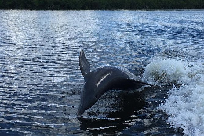 Dolphin Tours - Fort Myers Beach / Naples - Booking and Pricing Information