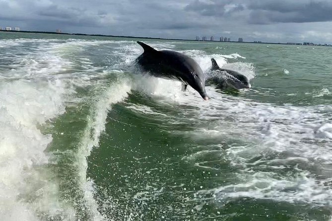 Dolphin Tours - Fort Myers Beach / Naples - What to Bring and Wear