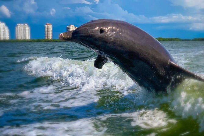 Dolphin Tours - Fort Myers Beach / Naples - Spotting Aquatic Wildlife