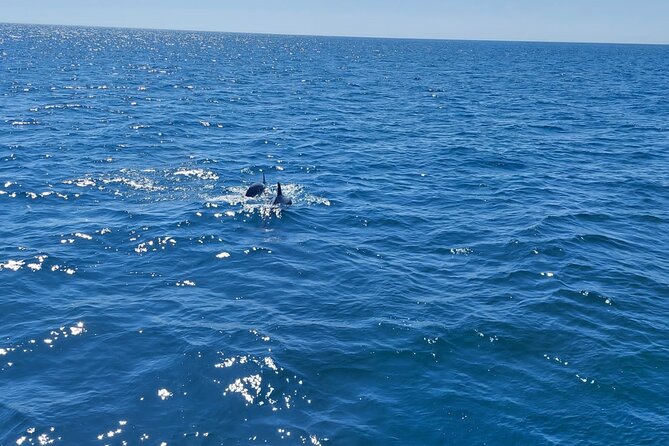Dolphin Trips on a Catamaran - Catamarans Features and Amenities