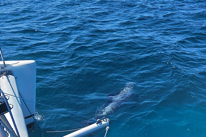 Dolphin Trips on a Catamaran - Swimming in the Sea