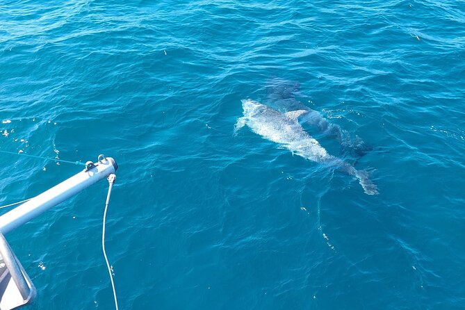 Dolphin Trips on a Catamaran - Pricing and Cancellation Policy