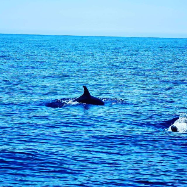 Dolphin Watch - Booking Information