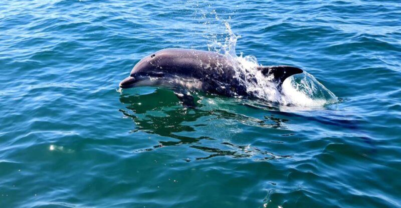 Dolphin Watch - Tour Experience