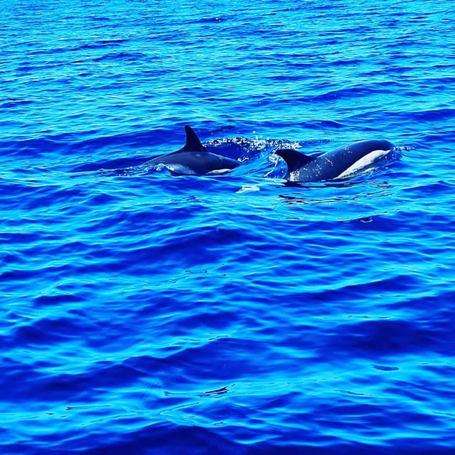 Dolphin Watch - Sighting Rate and Highlights