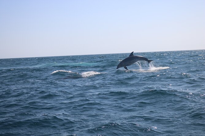 Dolphin Watch & Benagil Caves Boat Tour With Biologist Guide - Whats Included