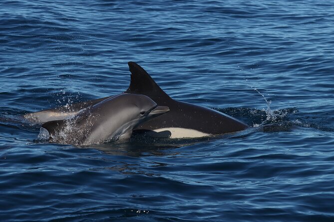 Dolphin Watch & Benagil Caves Boat Tour With Biologist Guide - Tour Logistics