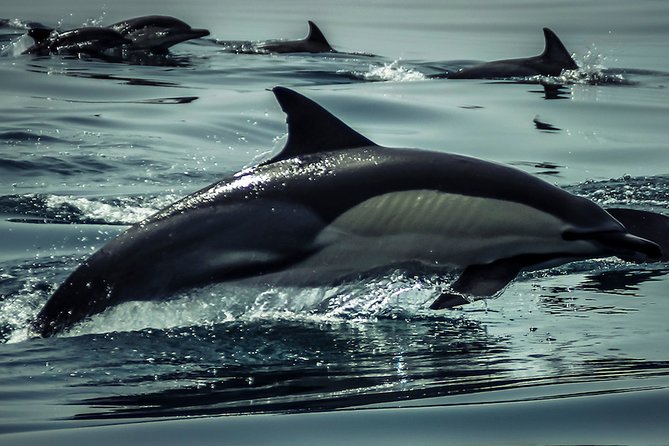 Dolphin Watch & Benagil Caves Boat Tour With Biologist Guide - Dolphin Watching Experiences