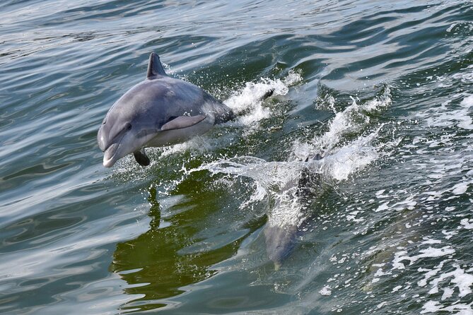 Dolphin Watch & Historical Harbor Tour in St. Augustine - Key Points