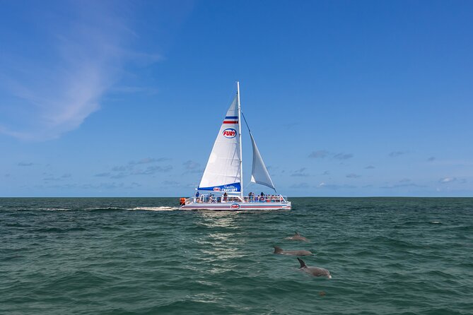 Dolphin Watch & Historical Harbor Tour in St. Augustine - What to Expect