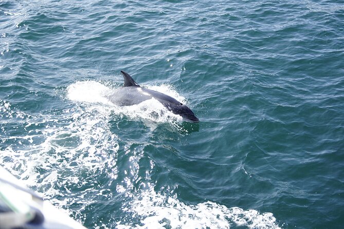 Dolphin Watch & Historical Harbor Tour in St. Augustine - Getting to the Meeting Point