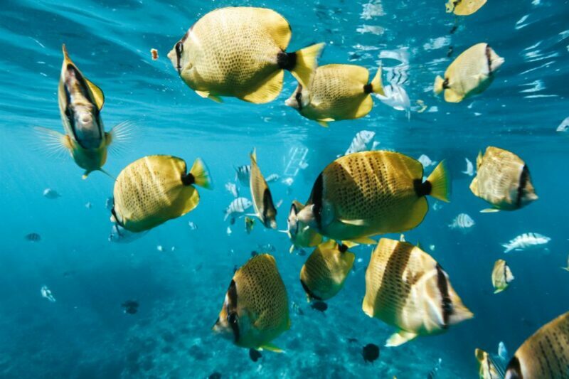 Dolphin Watch Snorkel and BBQ in Kona, Big Island - Exploring the Kona Coast: An Authentic Marine Safari