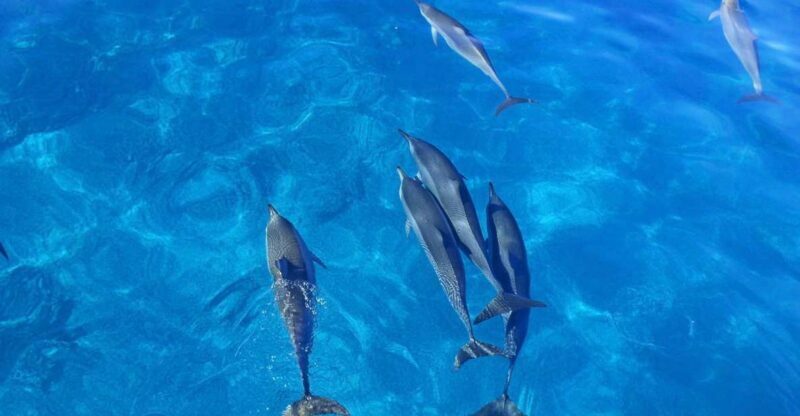 Dolphin Watch Snorkel and BBQ in Kona, Big Island - Price and Value Analysis