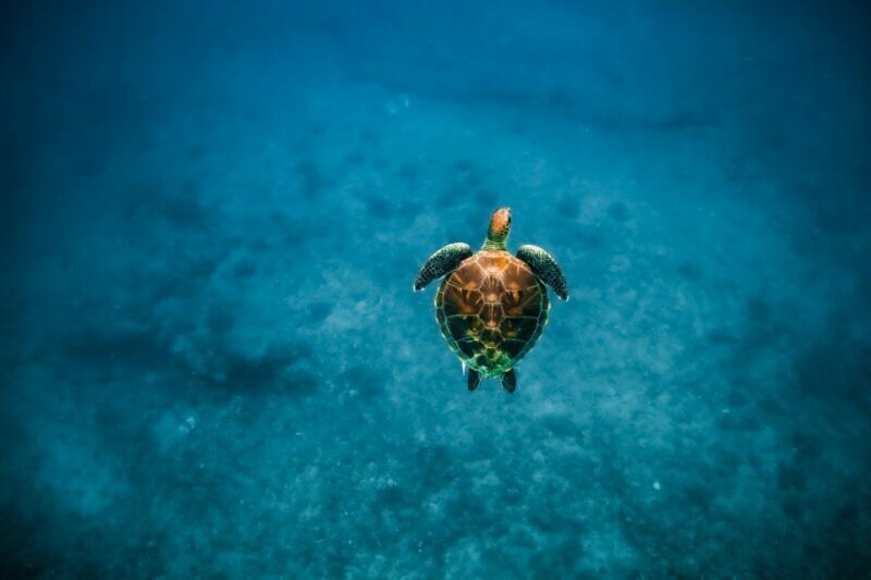 Dolphin Watch Snorkel and BBQ in Kona, Big Island - Final Thoughts: Who Should Book This?
