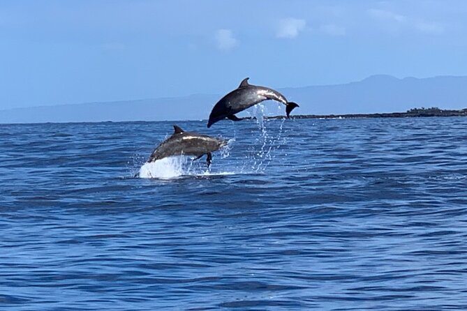 Dolphin Watch & Snorkel Captain Cook Monument Big Island Kailua-Kona Hawaii - Whats Included