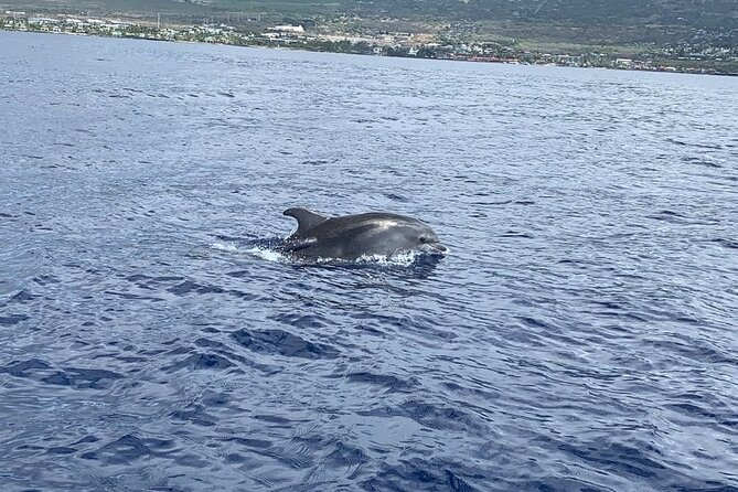 Dolphin Watch & Snorkel Captain Cook Monument Big Island Kailua-Kona Hawaii - Booking and Reservations