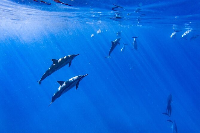 Dolphin Watch & Snorkel Captain Cook Monument Big Island Kailua-Kona Hawaii - Preparing for the Tour