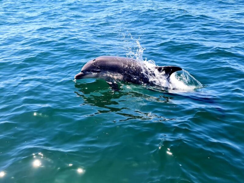 Dolphin Watch - Booking Information