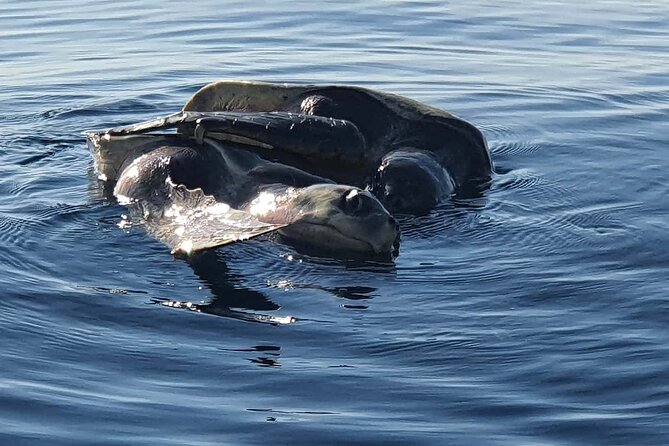 Dolphin Watching - Activity Details