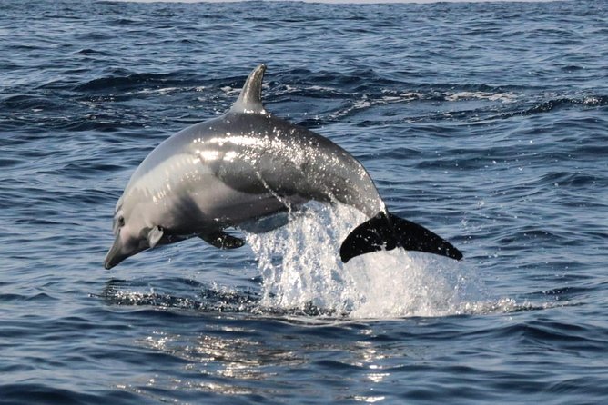 Dolphin Watching - Operator Information