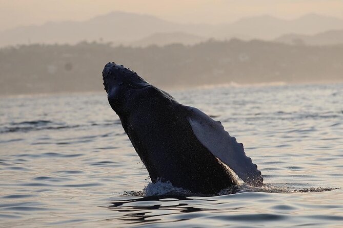 Dolphin Watching - Inclusions and Exclusions