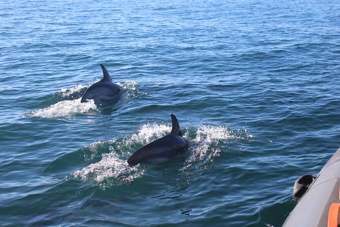 Dolphin Watching + 2 Islands Tour - From Faro - Booking and Policies