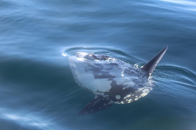 Dolphin Watching + 2 Islands Tour - From Faro - Reviews and Ratings