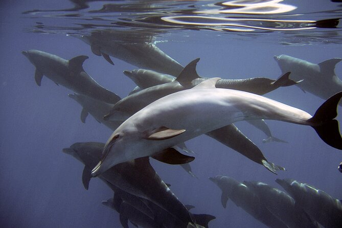 Dolphin Watching + 2 Islands Tour - From Faro - Getting to the Meeting Point