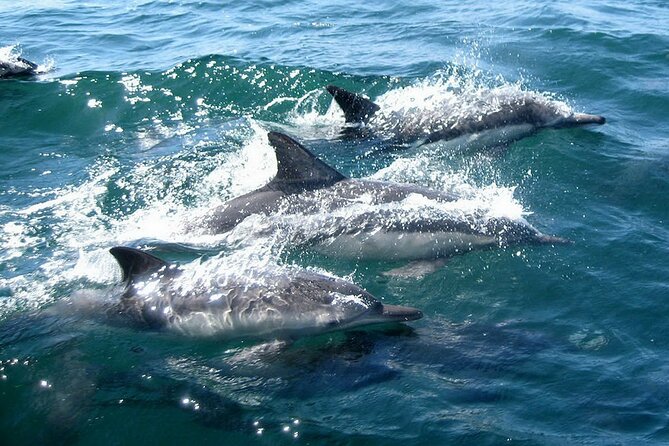 Dolphin Watching + 2 Islands Tour - From Faro - Important Considerations