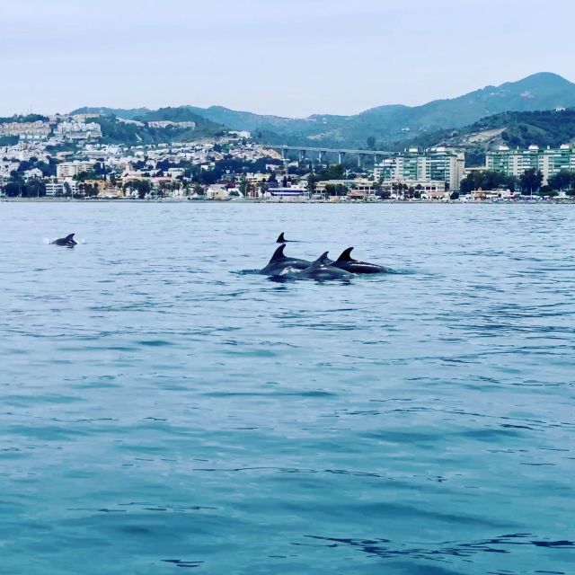 DOLPHIN WATCHING - Activities Offered