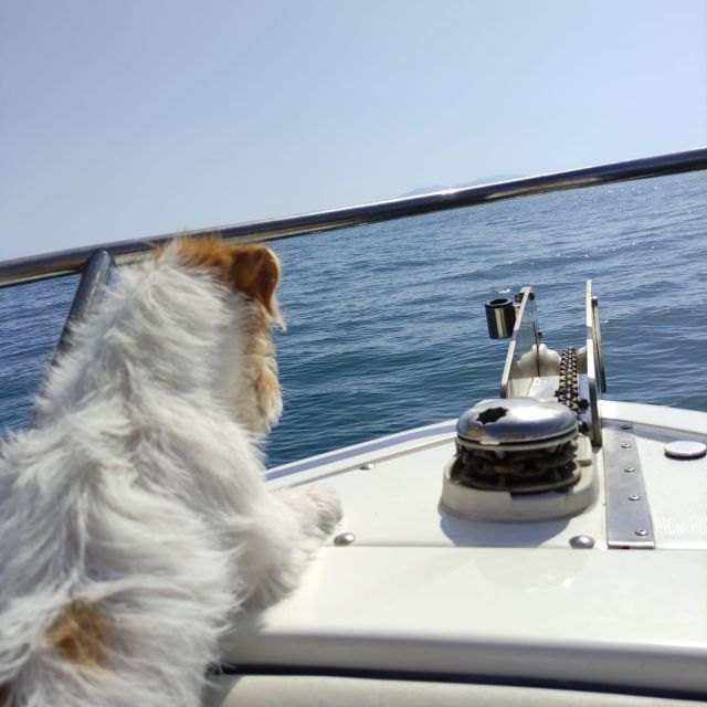 DOLPHIN WATCHING - Whats Included