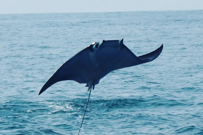Dolphin Watching - Key Points